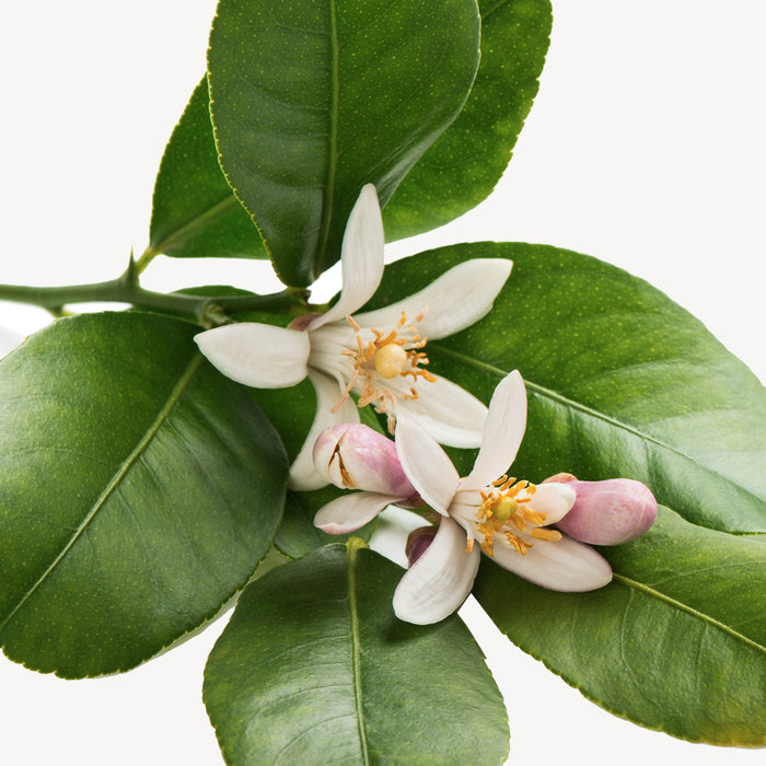 Fleurdirect Citroenboom Citrus Lemon M