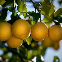 Fleurdirect Citroenboom Citrus Lemon M