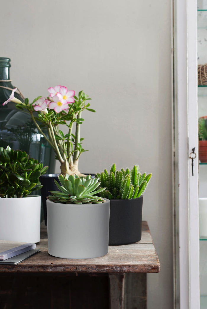 21f62f8a-c2e8-4e23-8969-2f4f16cbe138-afbeelding3.jpg (3135222)