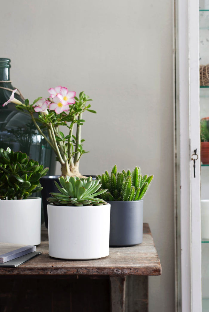 b93ace3e-a710-4694-8059-14f0a59acbbc-afbeelding3.jpg (3143623)