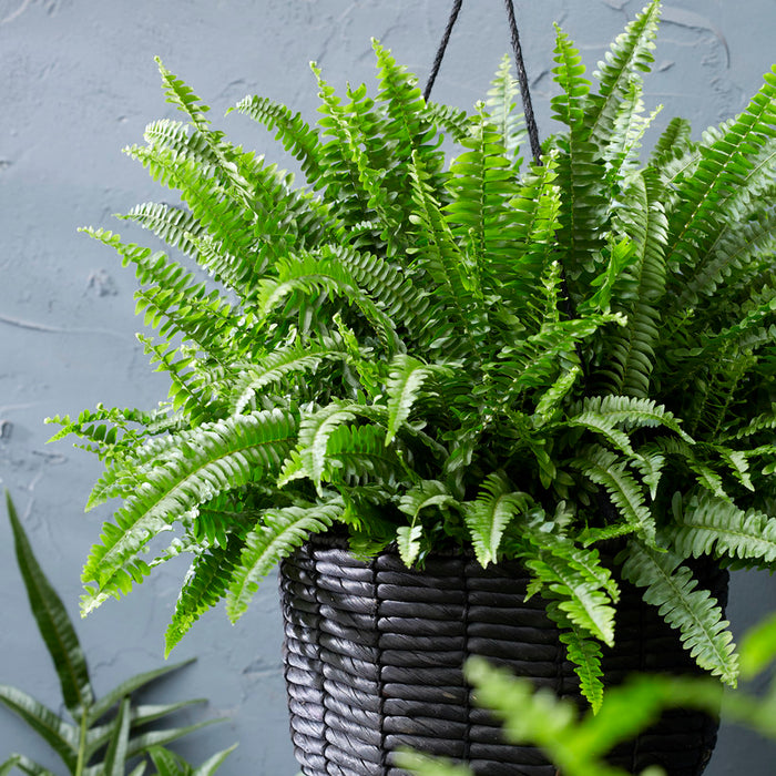 Bloomique - Krulvaren - Nephrolepis - Luchtzuiverende ⌀ 12 - ↕ 40