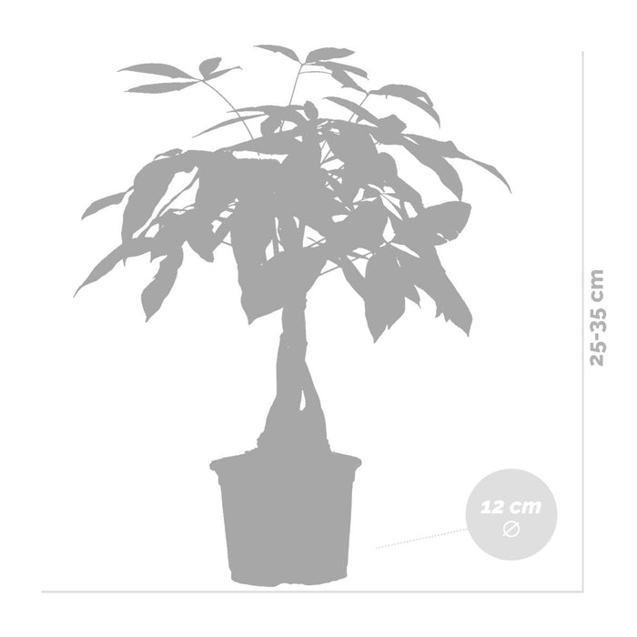 Bloomique - Pachira Aquatica - Geldboom - ⌀12 cm - ↕25-35 cm