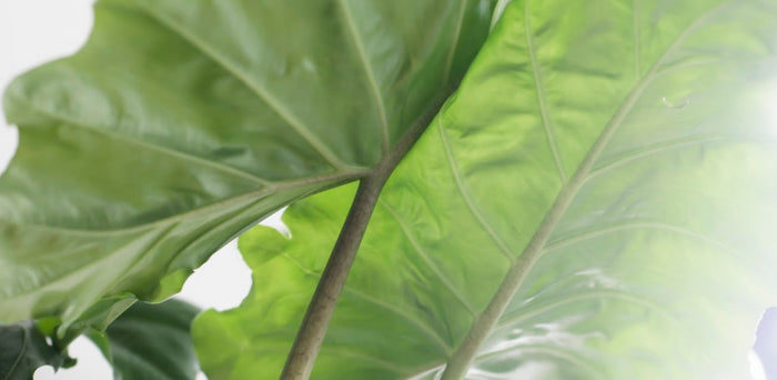 5899355a-769b-4ef3-90dc-e7d1bc3abb3b-afbeelding6.jpg (3209637)