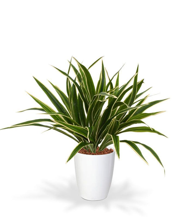 114d4c84-7cba-4256-bd07-a878567c5d6b-afbeelding4.jpg (3235026)