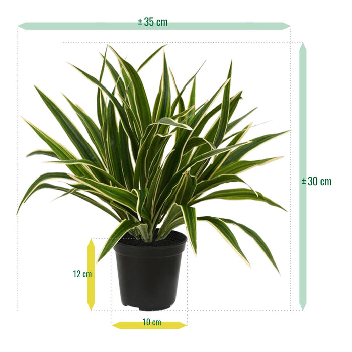 114d4c84-7cba-4256-bd07-a878567c5d6b-afbeelding8.jpg (3235030)