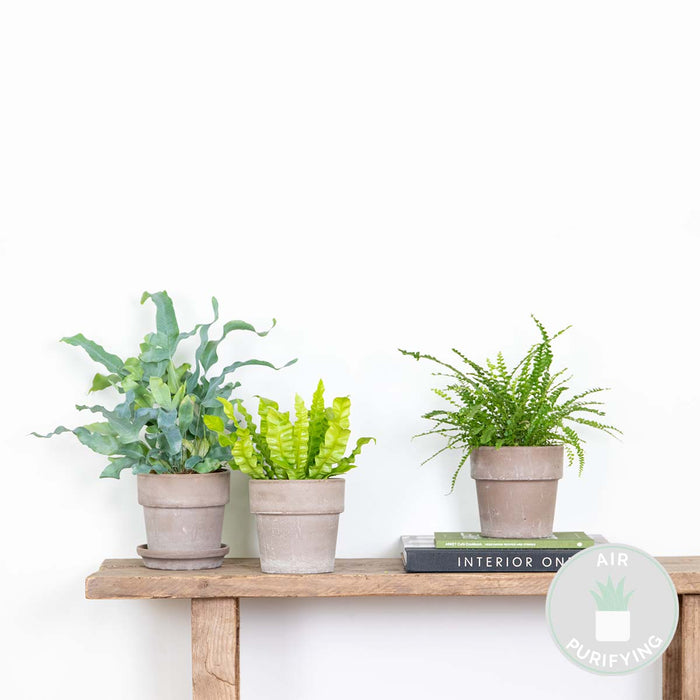 Bloomique - 3x Luchtzuiverende Varen Mix – ⌀12 cm - ↕25-35 cm