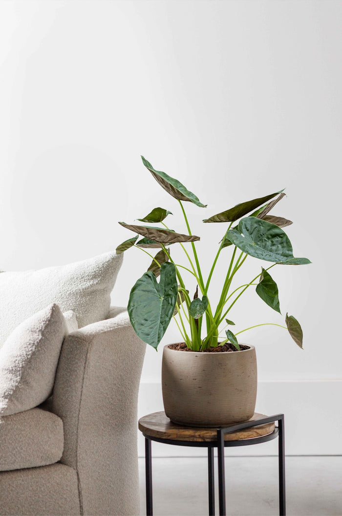 Fleurdirect Alocasia Wentii M