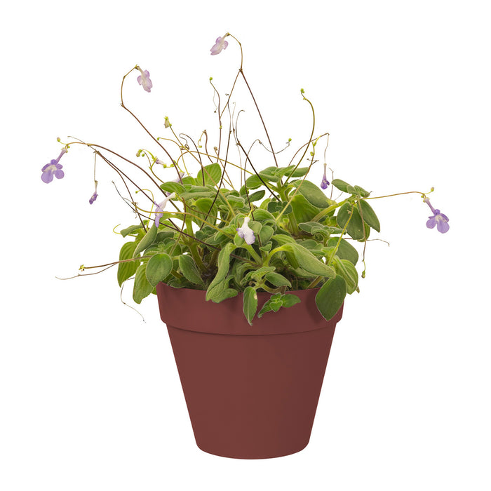 Elho Loft Urban Green Wall Single Bloempot 15 cm