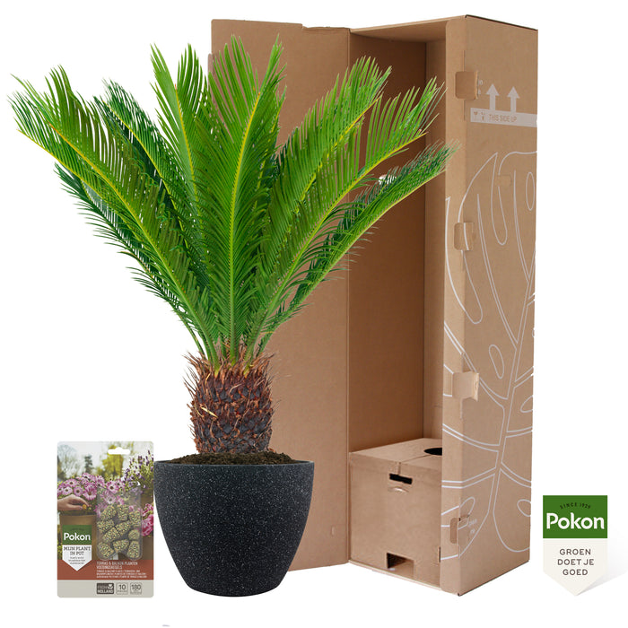 Pokon Cycas Palm incl. voeding in Nova Pot Terrazzo Zwart ↕75 cm