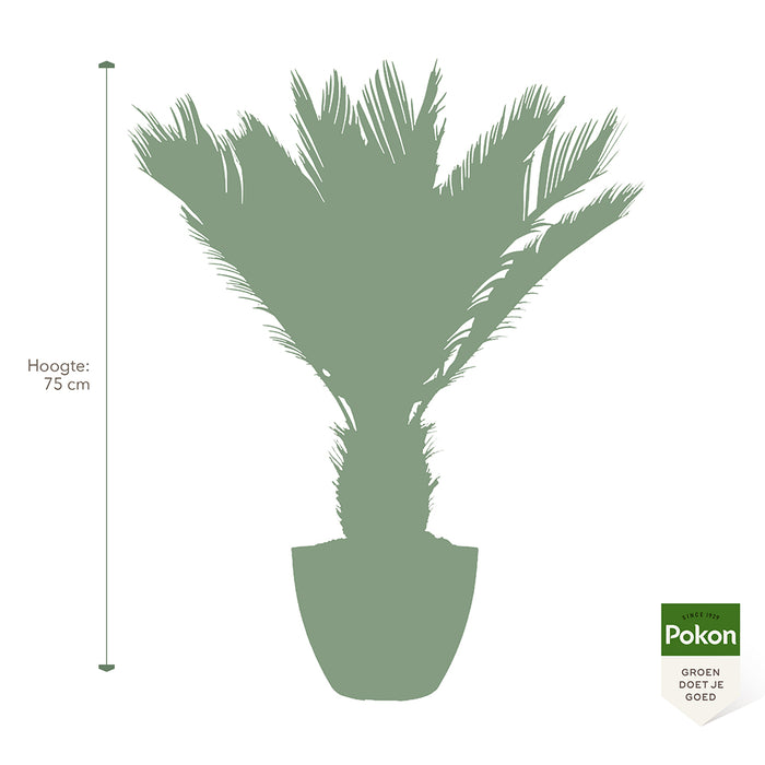 Pokon Cycas Palm incl. voeding in Nova Pot Terrazzo Zwart ↕75 cm
