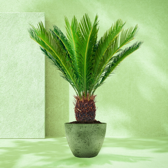 Pokon Cycas Palm incl. voeding in Nova Pot Terrazzo Zwart ↕75 cm