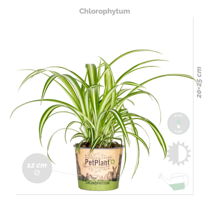 Bloomique - 4x Huisdiervriendelijk Mix – ⌀12 cm - ↕15-45 cm