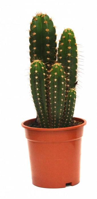 Fleur.nl | Trybes multi | Cactus