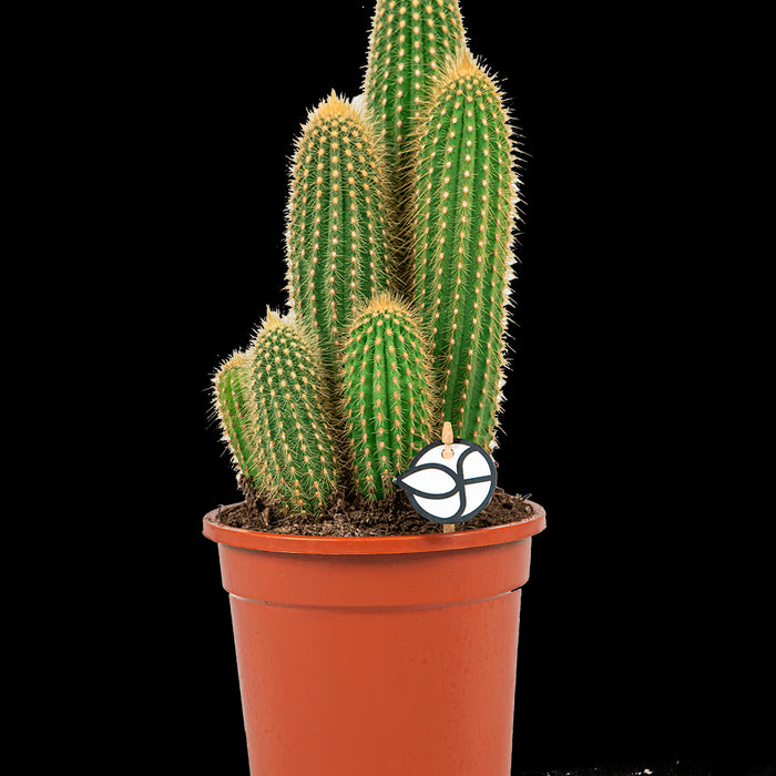 f37b9342-e903-4fdd-8e72-d39fce74b7fb-sfeerbeeld.jpg (3309194)