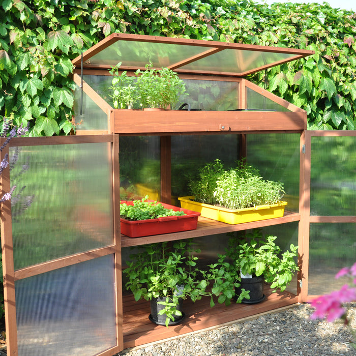 Royal Well Sweet Basil Patiokas