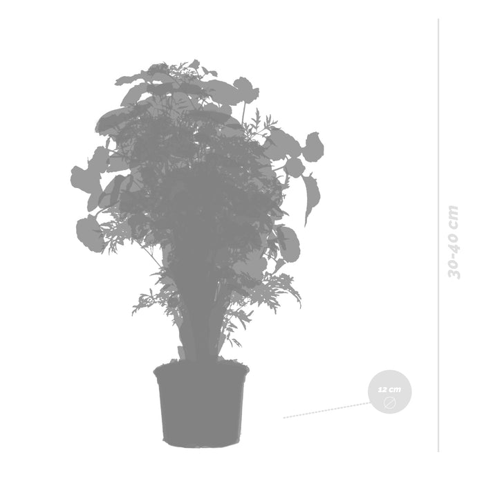 Bloomique - 3x Polyscias Mix - Fabian - Ming - Green Lemon P12H30