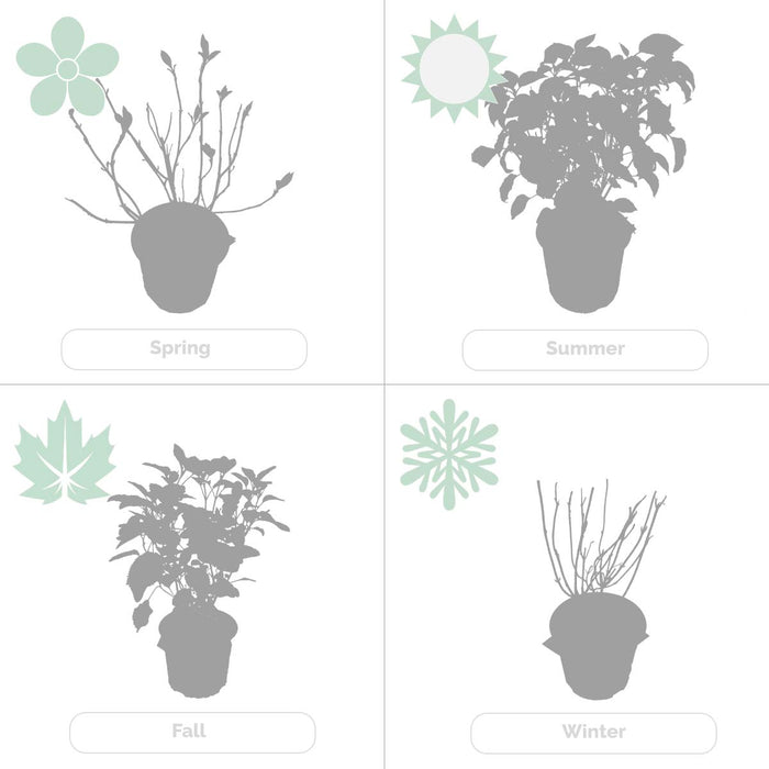 Bloomique - 3x Hydrangea 'Early Blue'– Hortensia – ⌀14 cm - ↕30-40 cm