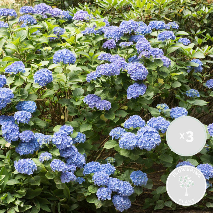 Bloomique - 3x Hydrangea 'Early Blue'– Hortensia – ⌀14 cm - ↕30-40 cm