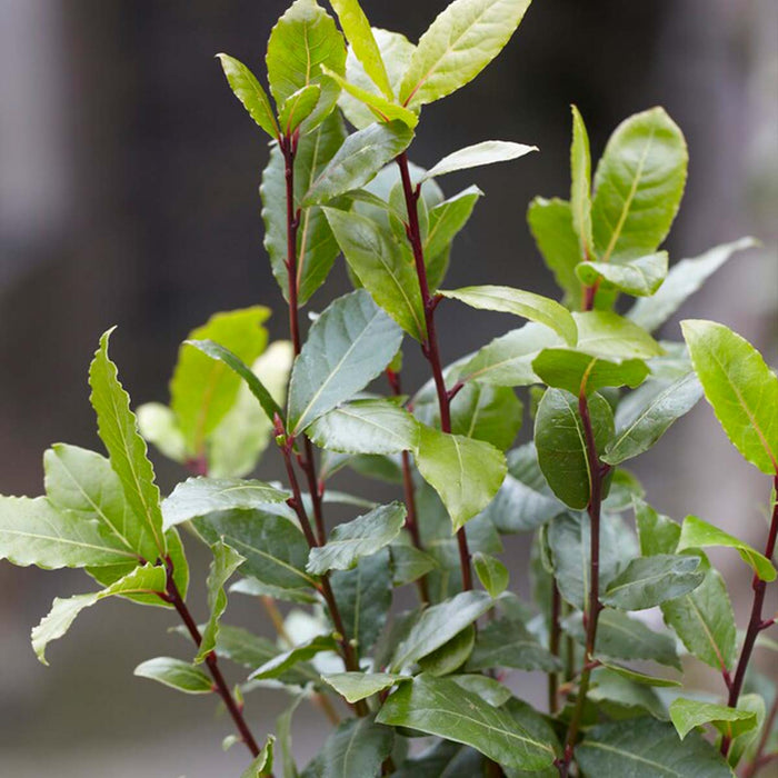 Bloomique - Laurus Nobilis - Keukenlaurier - ⌀21 cm - ↕80-100 cm