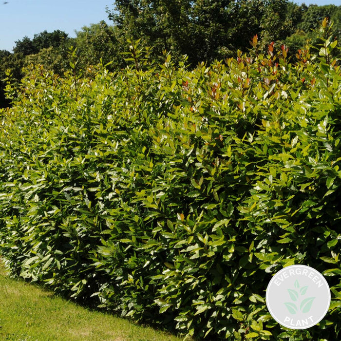 Bloomique - Laurus Nobilis - Keukenlaurier - ⌀21 cm - ↕80-100 cm