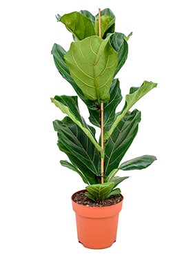 Fleur.nl | Ficus Lyrata straight | Vioolbladplant | Tabaksplant