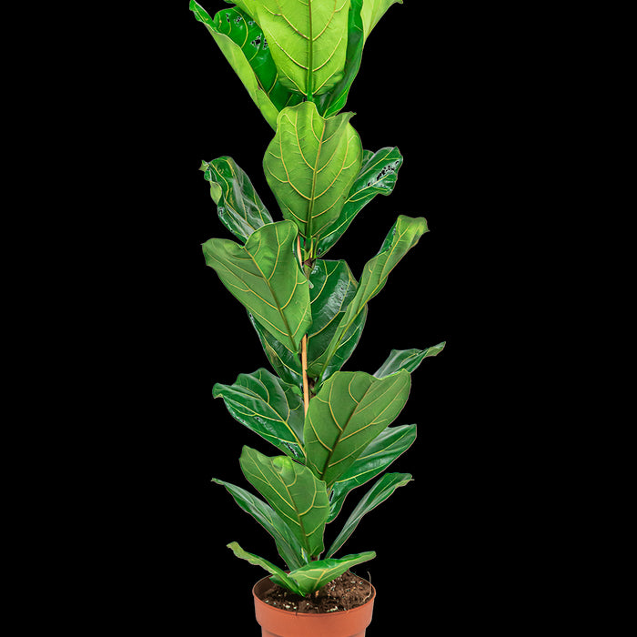 238dfd4c-d8dc-459f-970d-7e81ef19e791-sfeerbeeld.jpg (3355173)