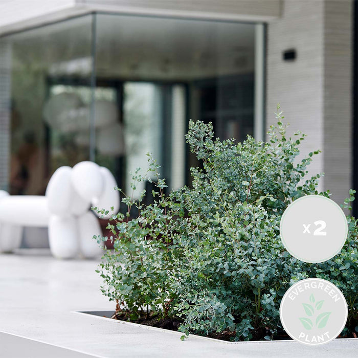 Bloomique - 2x Eucalyptus gunnii - Gomboom - ⌀14 cm - ↕25-35 cm