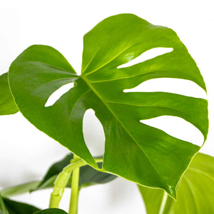 2e8861f3-ac70-460a-90f4-1475d88870b5-afbeelding3.jpg (3365198)