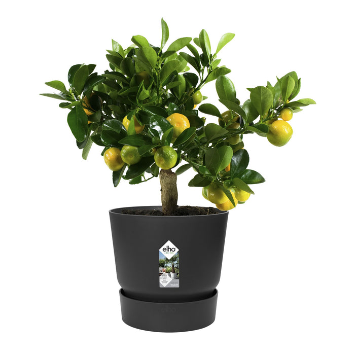 elho Greenville Bloempot 25 cm