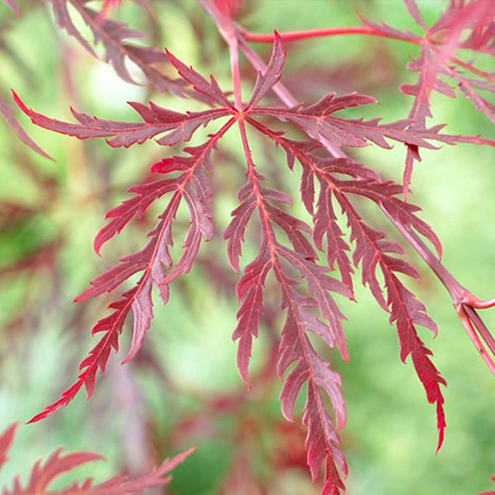 Bloomique - Acer palmatum 'Garnet’ – Japanse Esdoorn – ⌀19 - ↕50-60