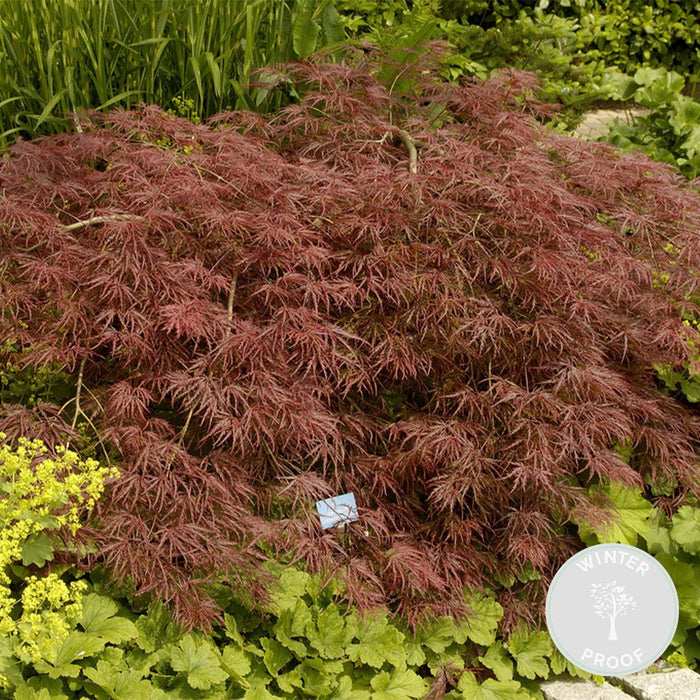Bloomique - Acer palmatum 'Garnet’ – Japanse Esdoorn – ⌀19 - ↕50-60