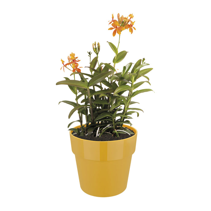 Elho B.For Original Bloempot 25 cm