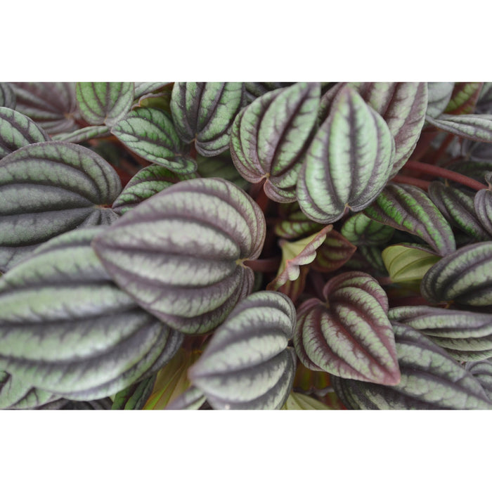 Eden Collection | Mini ecosysteem ‘Discover the World’