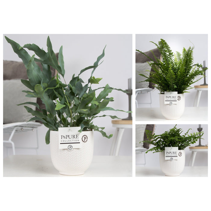 Flora@Home | Varen mix in sierpot Pure Liv