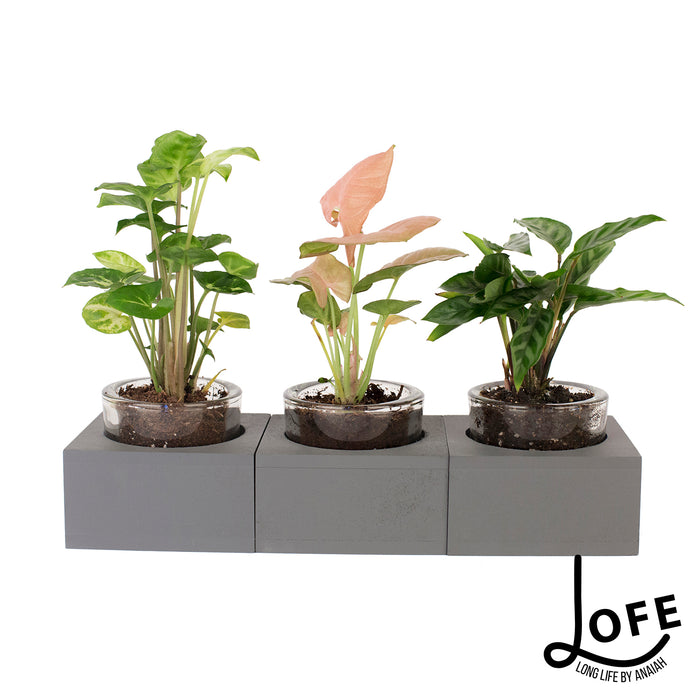 LOFE | Miniplantjes in glas