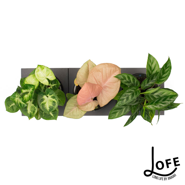 LOFE | Miniplantjes in glas