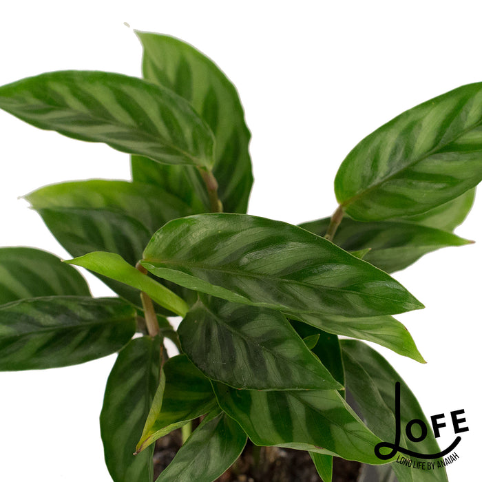 LOFE | Miniplantjes in glas