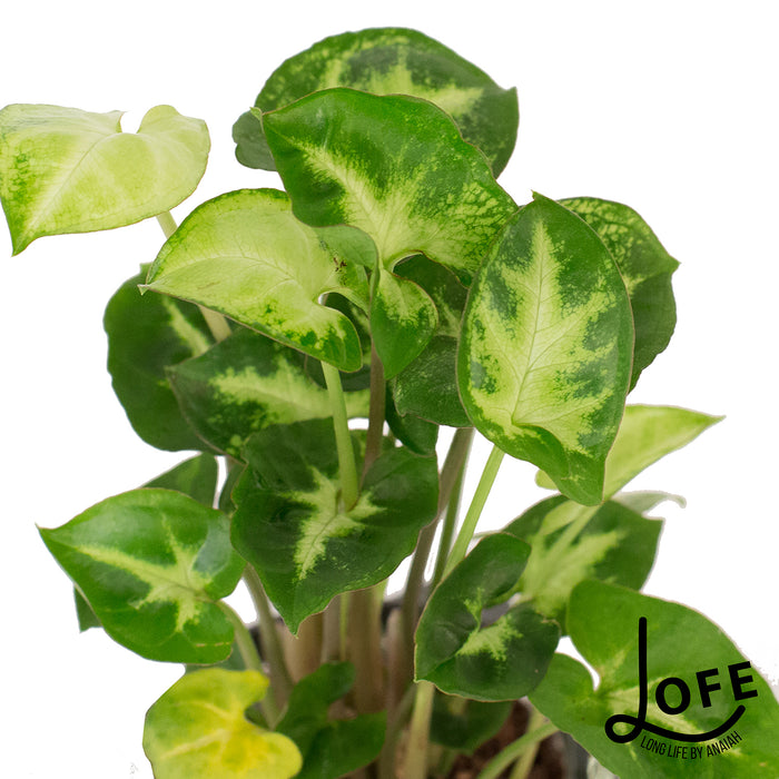 LOFE | Miniplantjes in glas