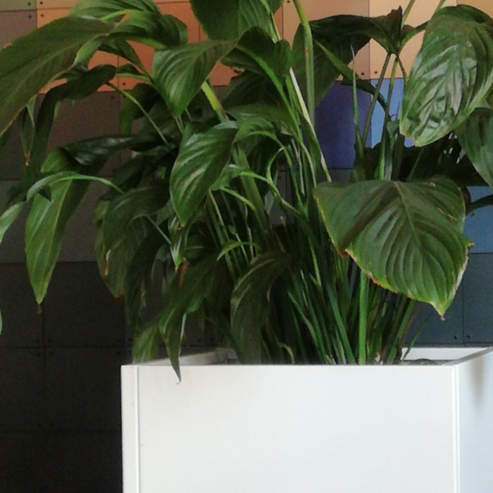 Grönfeld Plantenbak B 40 x D 40 cm