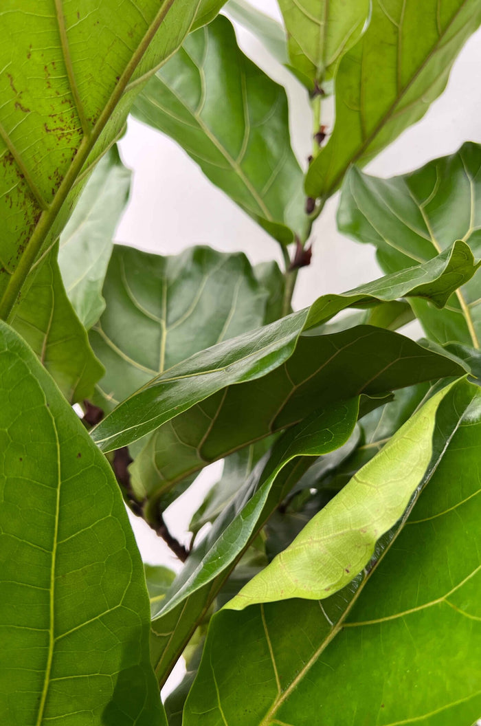 Fleurdirect Ficus Lyrata M