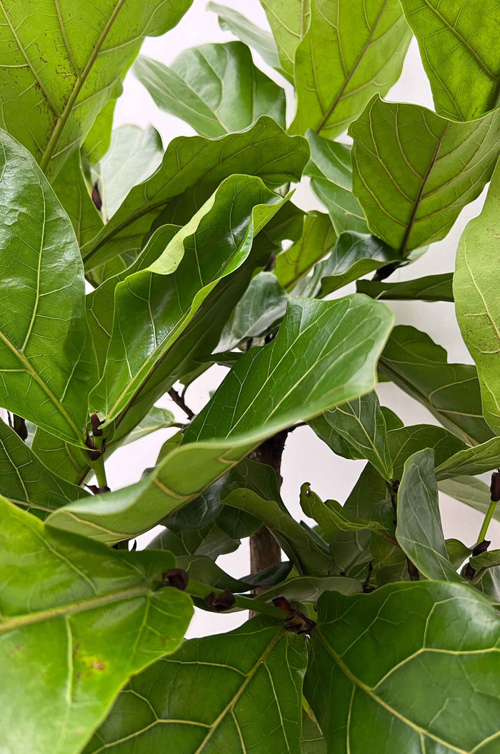 Fleurdirect Ficus Lyrata M
