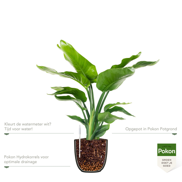 Pokon Strelitzia incl. watermeter en voeding in Pot Zwart ↕75 cm