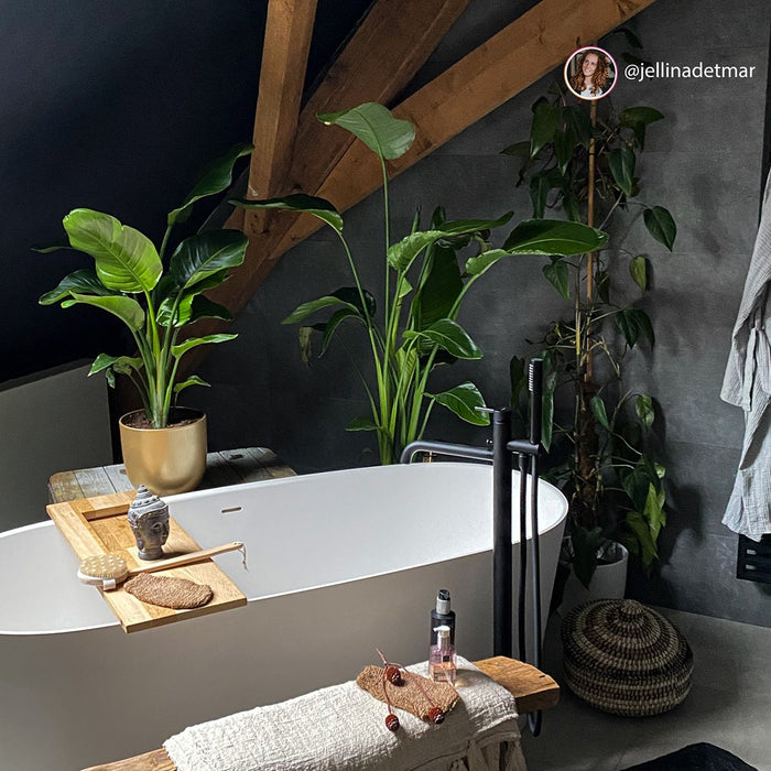 Pokon Strelitzia incl. watermeter en voeding in Pot Zwart ↕75 cm