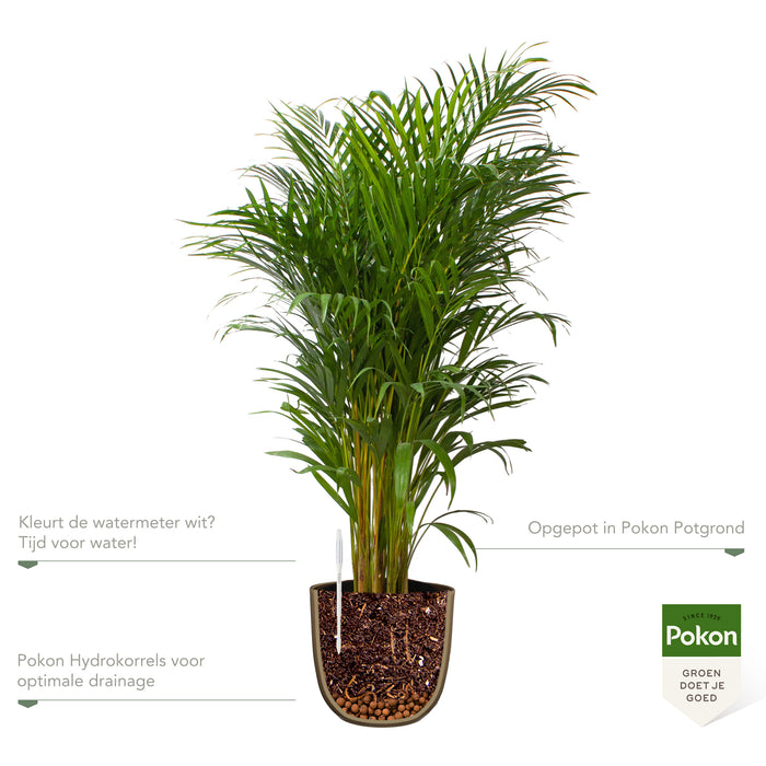 Pokon Goudpalm incl. watermeter en voeding in Pot Goud ↕125 cm