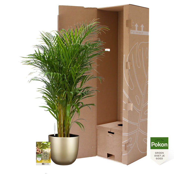 Pokon Goudpalm incl. watermeter en voeding in Pot Goud ↕125 cm