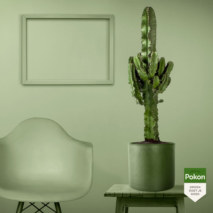 Pokon Cowboycactus incl. watermeter en voeding in Pot Goud ↕90 cm