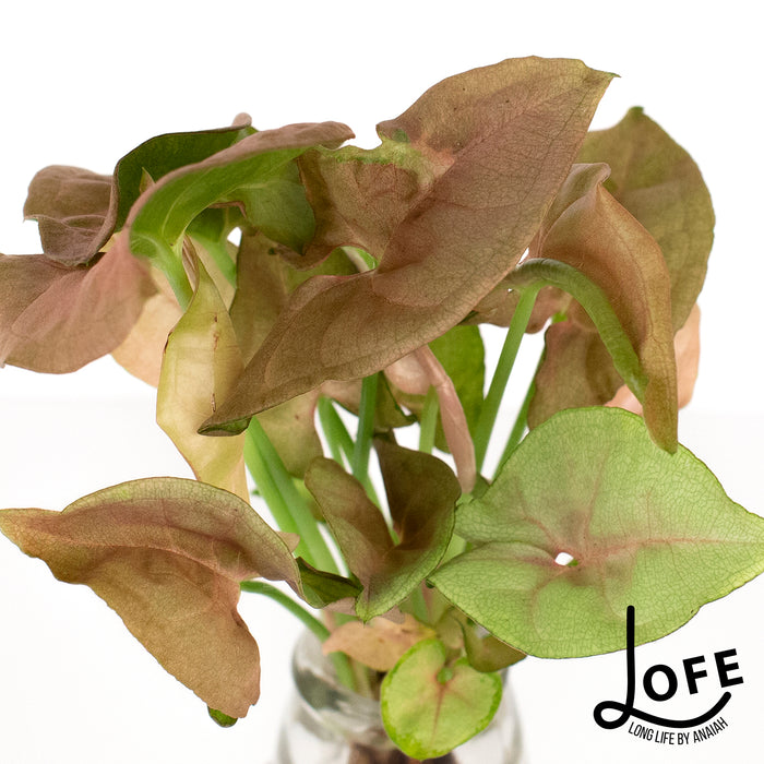 LOFE | Urban jungle op water in glas