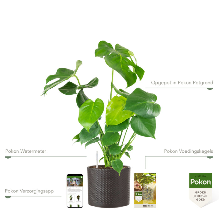 Pokon Monstera incl. watermeter en voeding in Pot Dkr Grijs ↕70 cm