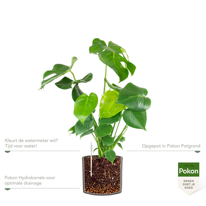 Pokon Monstera incl. watermeter en voeding in Pot Dkr Grijs ↕70 cm