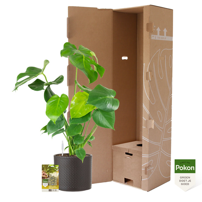 Pokon Monstera incl. watermeter en voeding in Pot Dkr Grijs ↕70 cm